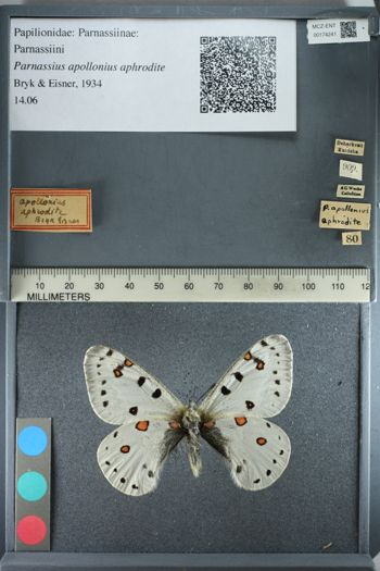 Media type: image;   Entomology 174241